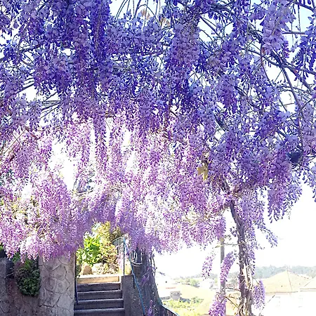Alegre Bussaco