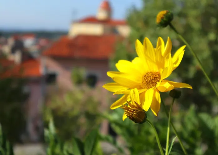 Alegre - Bussaco Boutique Luso