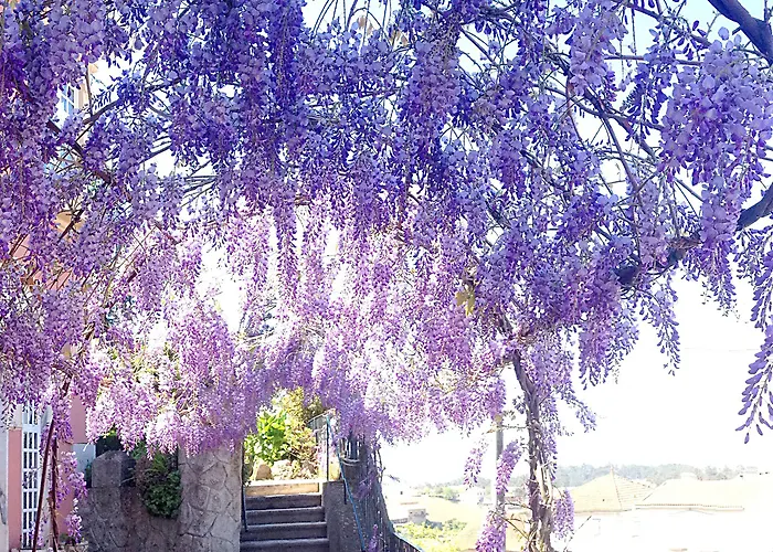 Alegre - Bussaco Boutique Szálloda