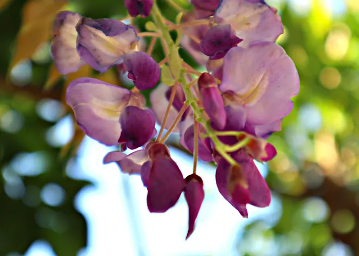 Alegre - Bussaco Boutique 3* Luso